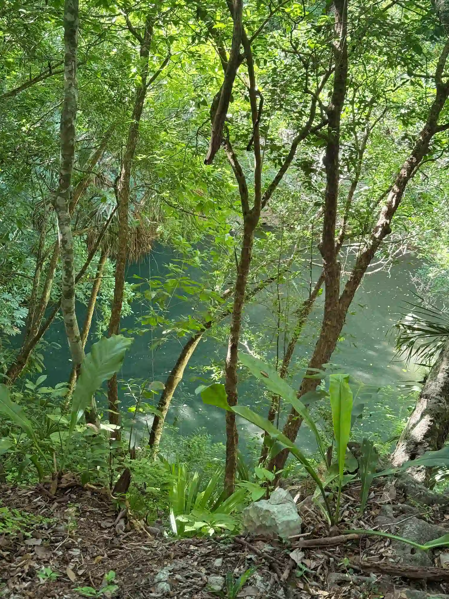 Le cenote sacré au temple de Chichen Itza au Mexique