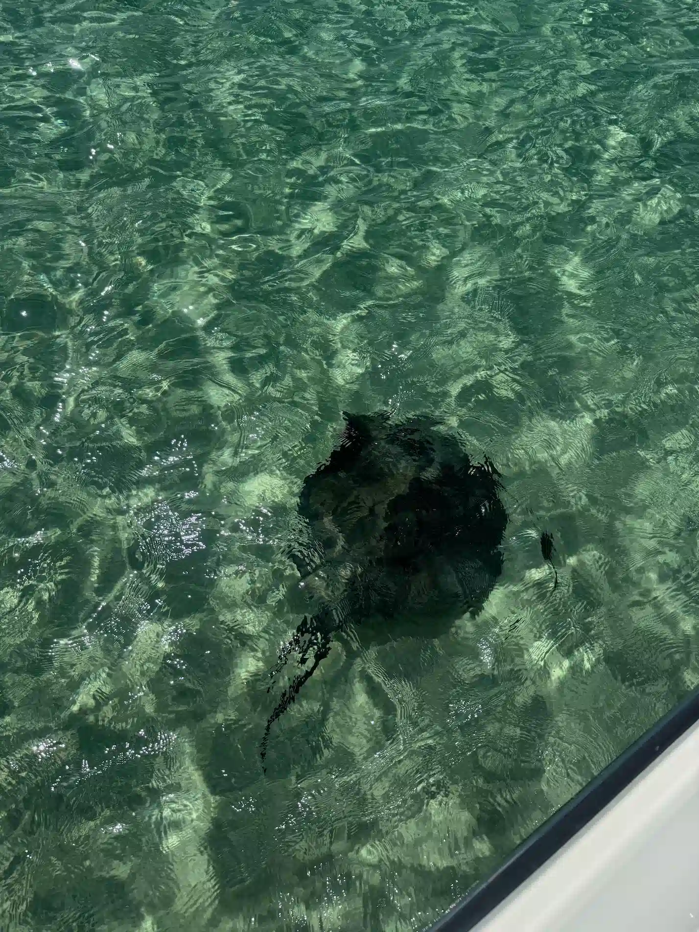 Raie dans l'eau trasnparente de Cozumel