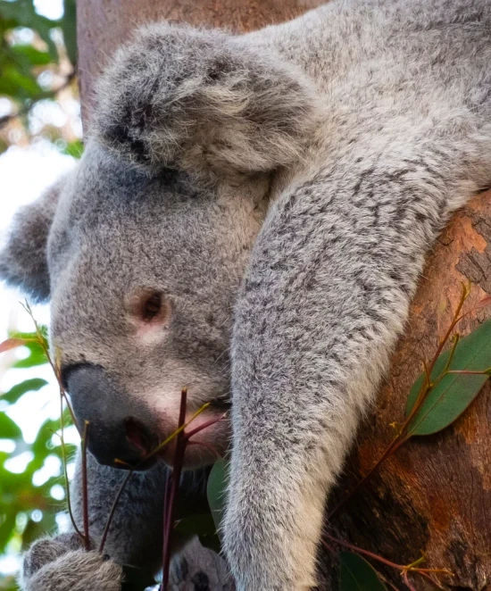 Mignon petit Koala océanie