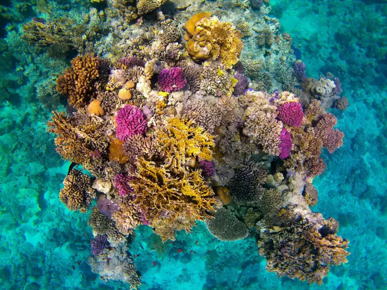 Coraux avec des couleurs incroyables dans une mer bleu turquoise