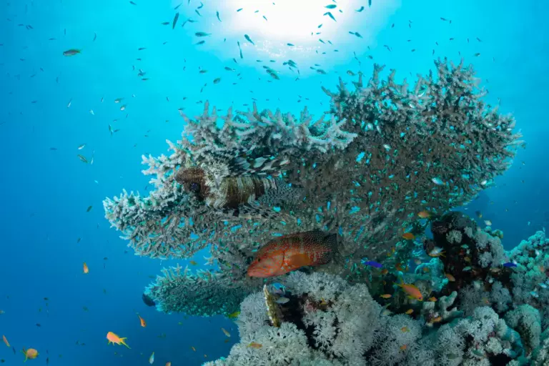 Coraux et poissons sous l'eau de la Mer Rouge