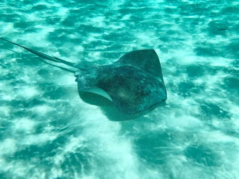Raie dans eau transparente cozumel