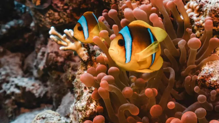 Poisson clown sur une anémone