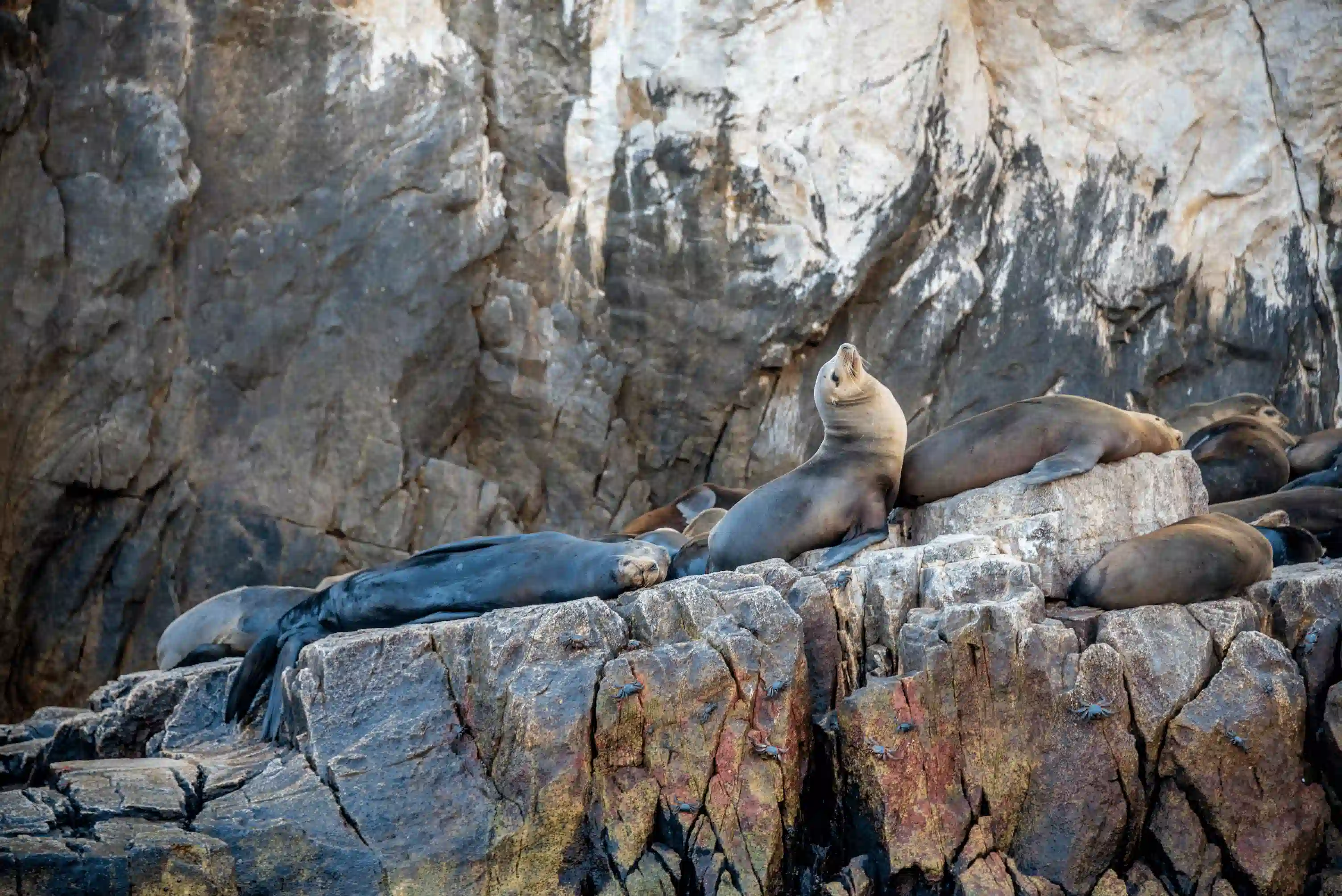 Lions de mer à Baja California