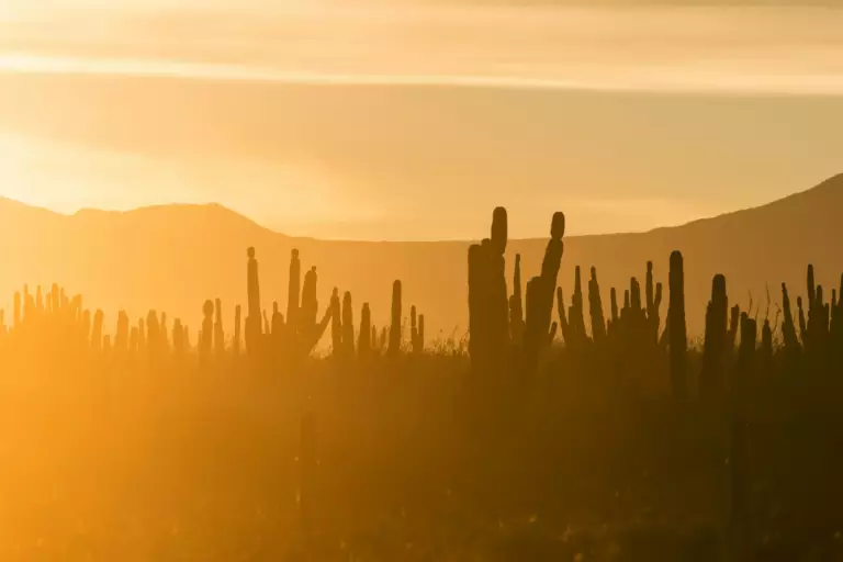 Désert de La Paz dans la région de Baja California