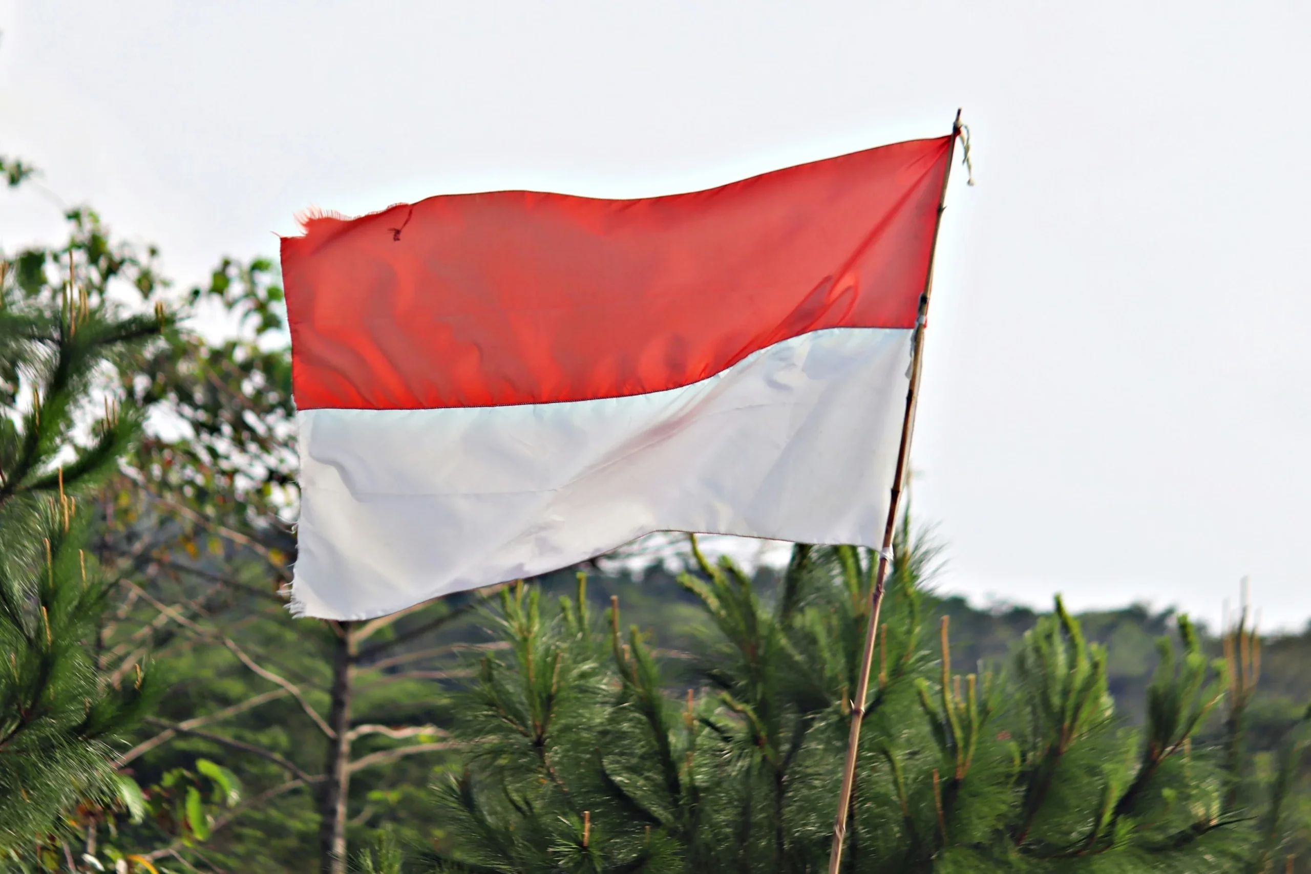 Drapeau rouge et blanc d'indonesie devant une jungle florissante