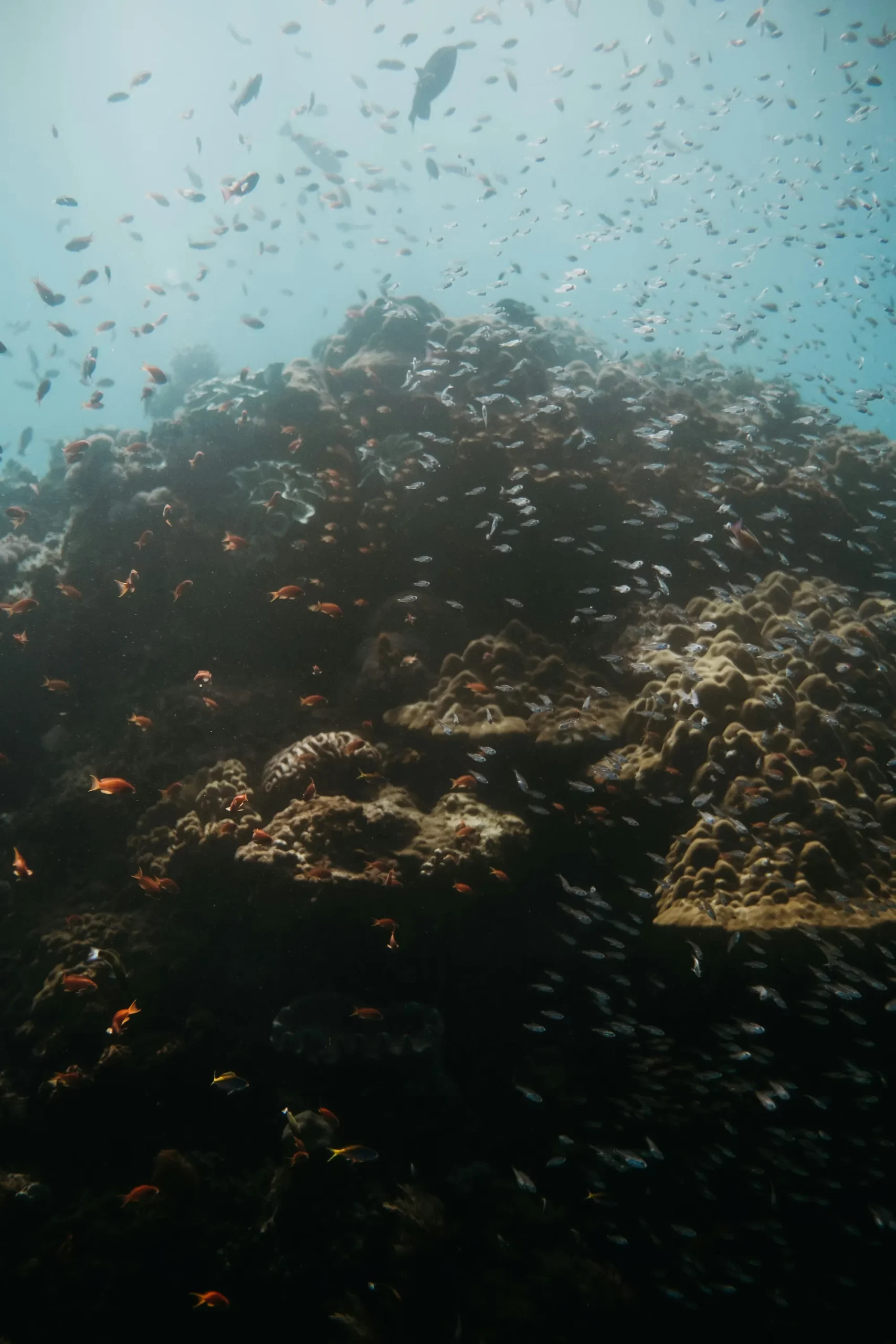 Fonds marins de Nusa Penida à Bali, poissons nageant près des coraux.