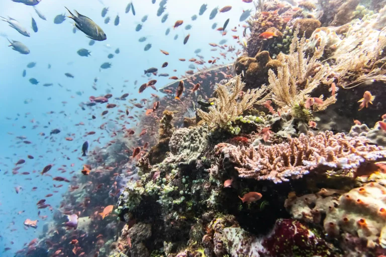 Fonds marins de Nusa Penida en Indonésie