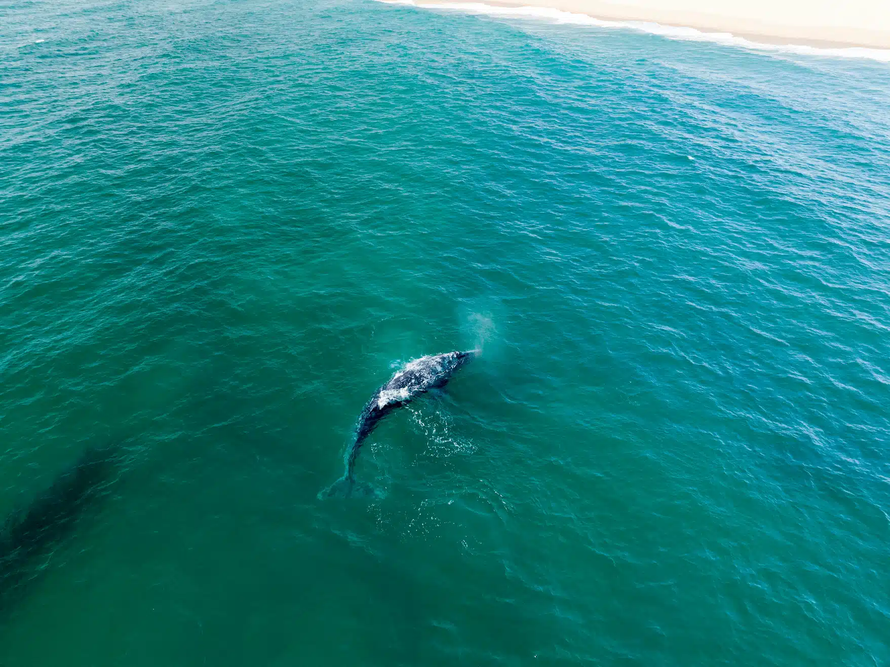 Baleine en mer à Baja California au Mexique