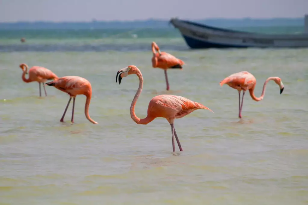 Flamants roses dans l'eau trasnparente d'holbox