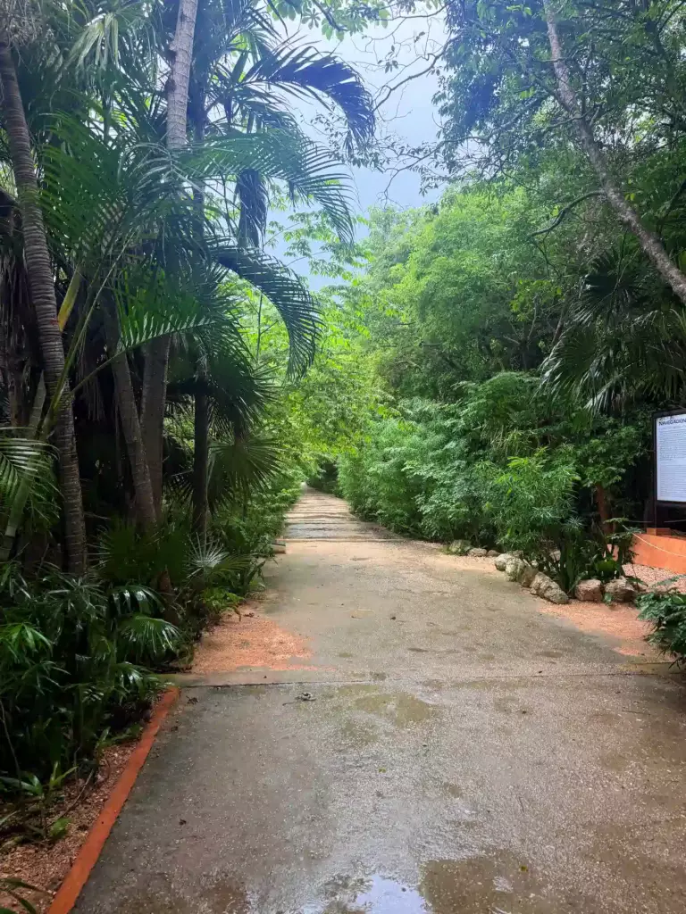 Jungle luxuriante dans le parc du Jaguar à Tulum