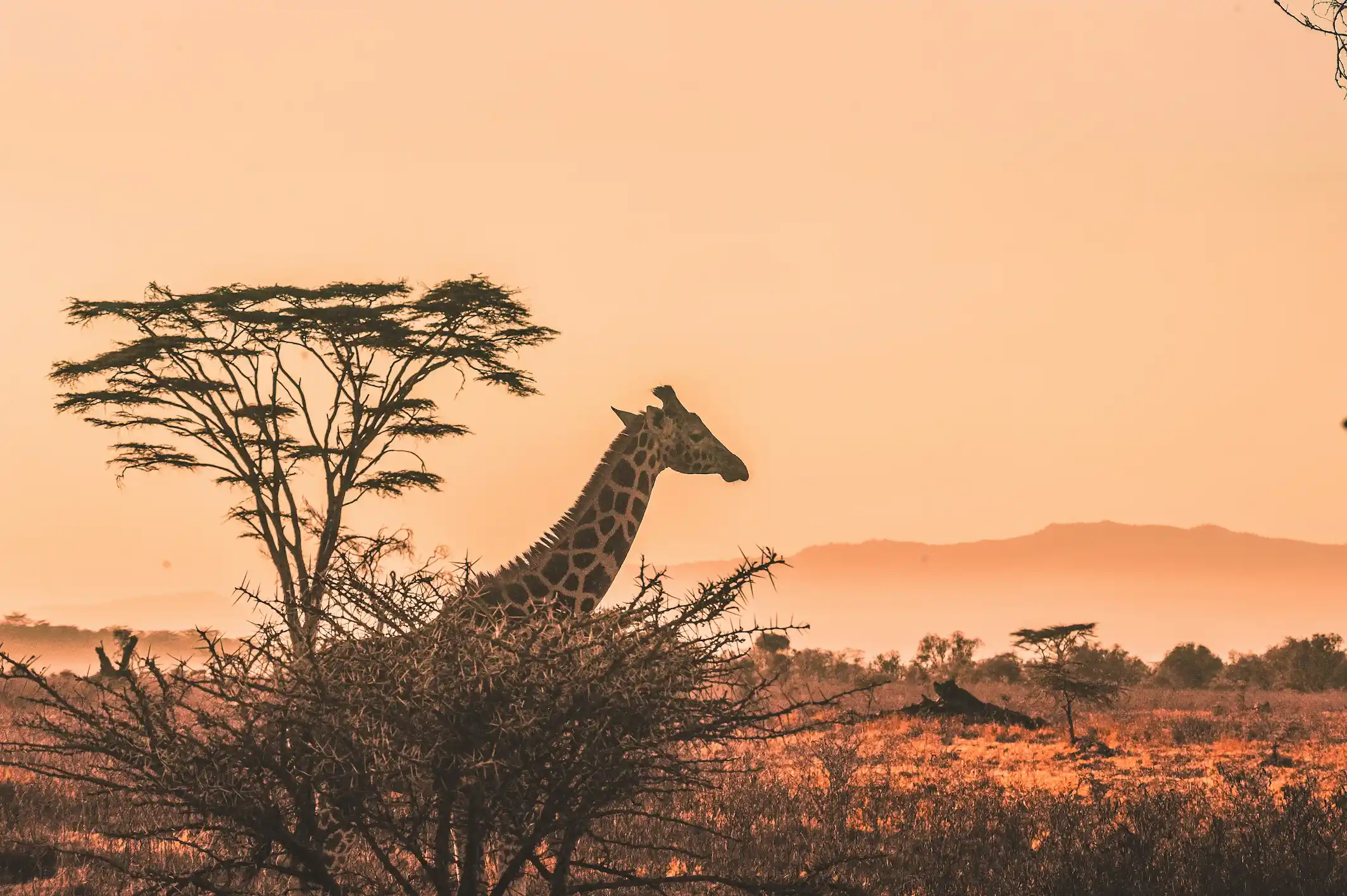 Grande girafe dans la savane au kenya