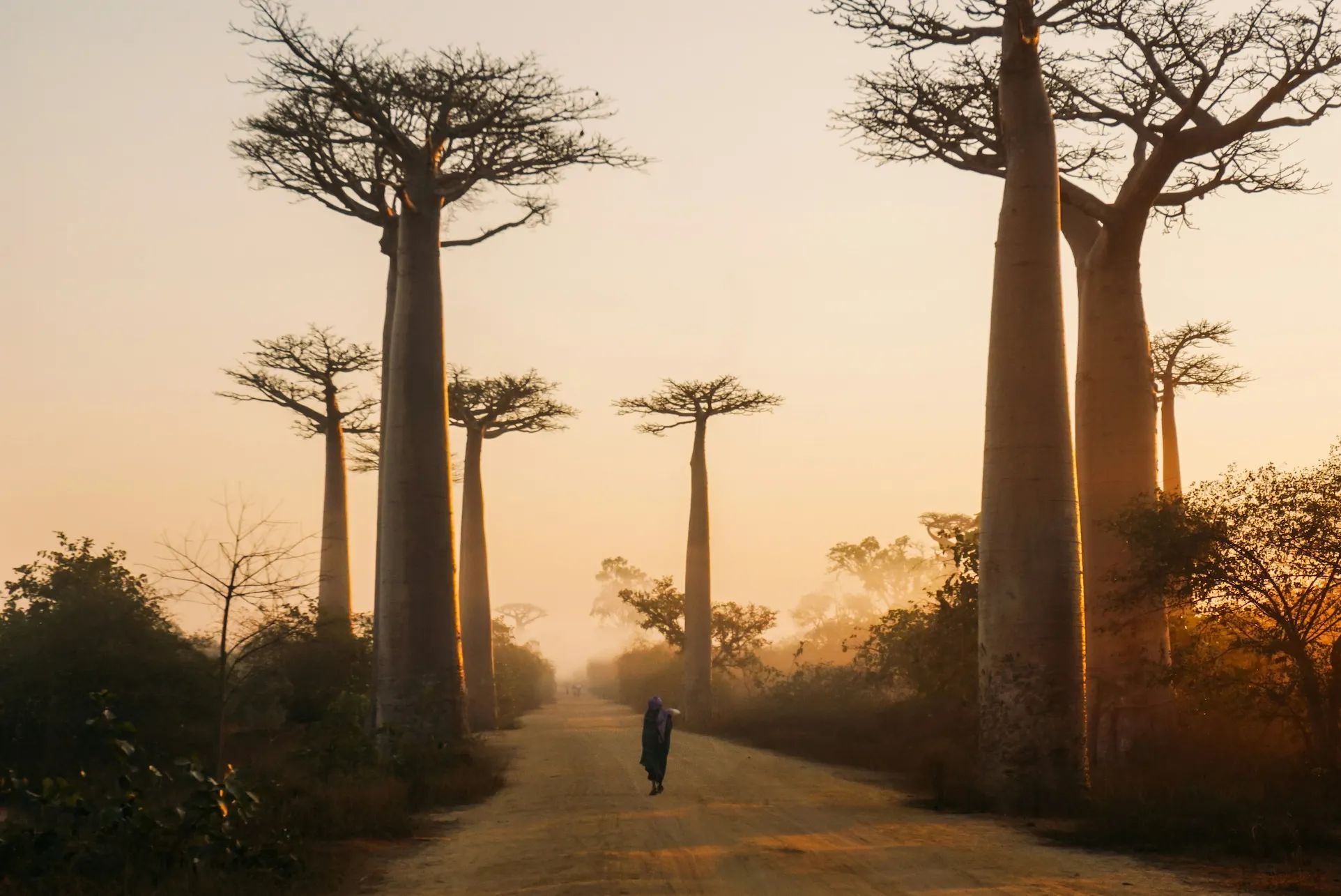 Grand Baobab de Madagascar