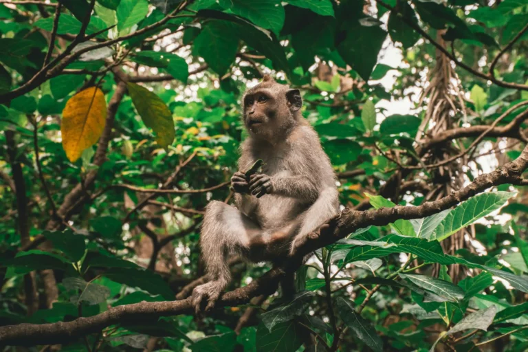 Singe assis sur une branche dans un arbre au milieu de la jungle
