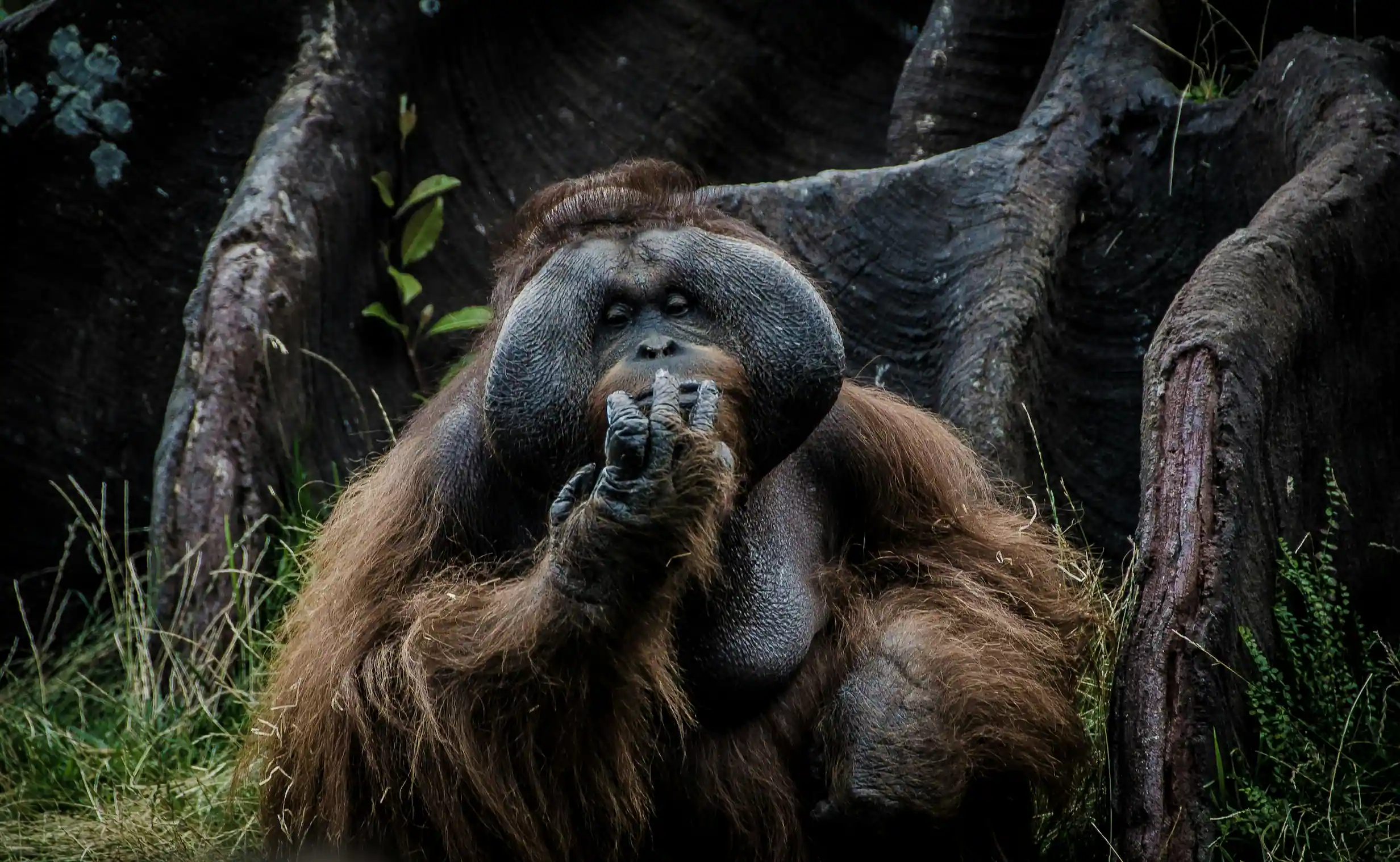 Orang-outan de Sumatra devant un arbre au milieu de la jungle