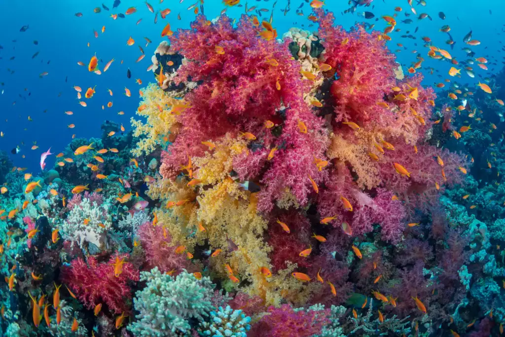 Coraux aux couleurs incroyables avec des poissons dans la Mer Rouge