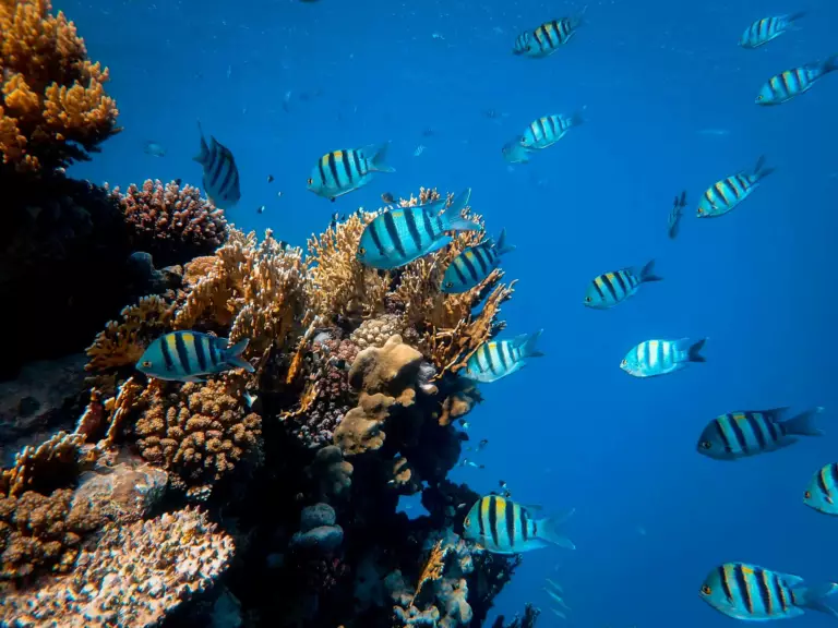 Multitude de poissons bleus nageant vers les coraux