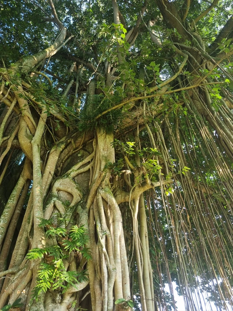 Forêt de Punthuk Setumbu