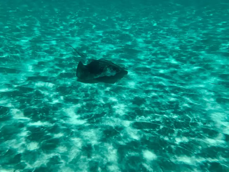 Raie dans l'eau de Cozumel