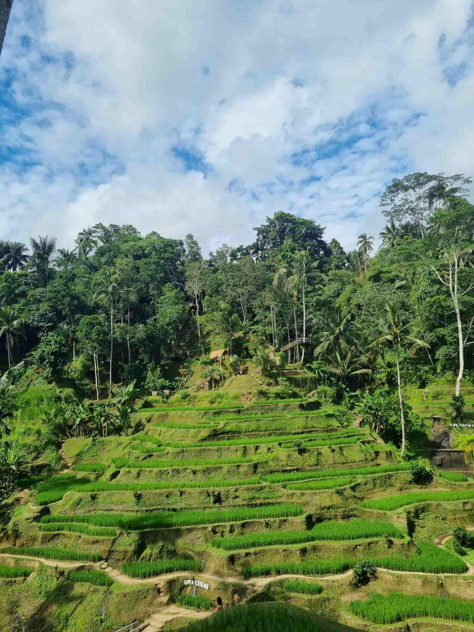 Rizière à Bali