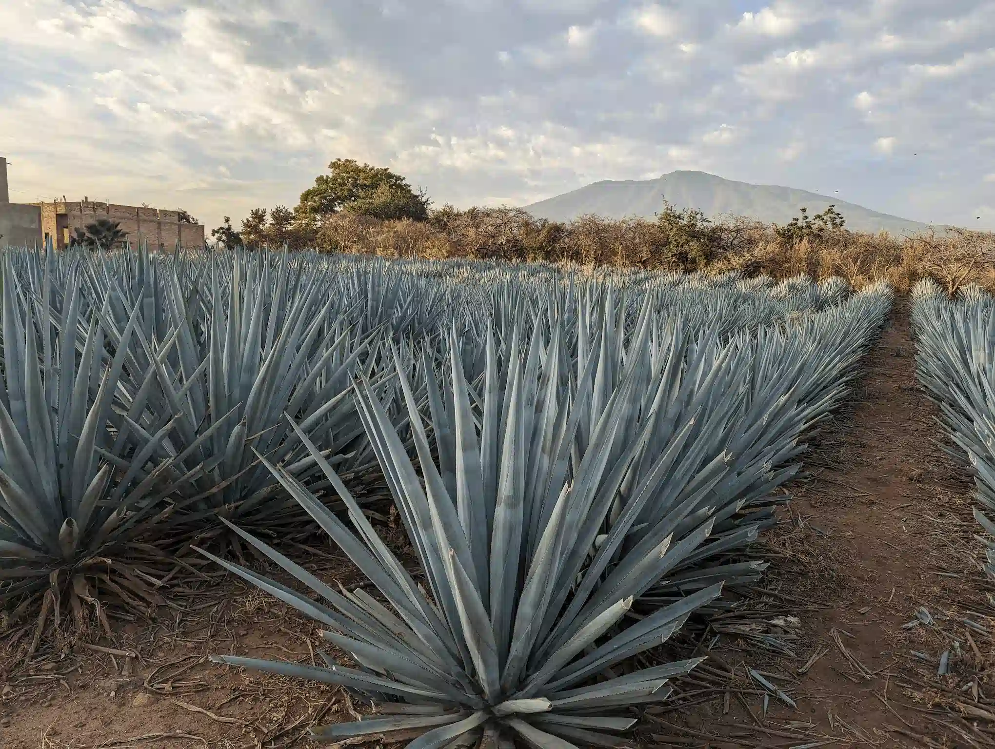 Champs d'agave à Tequila au Mexique