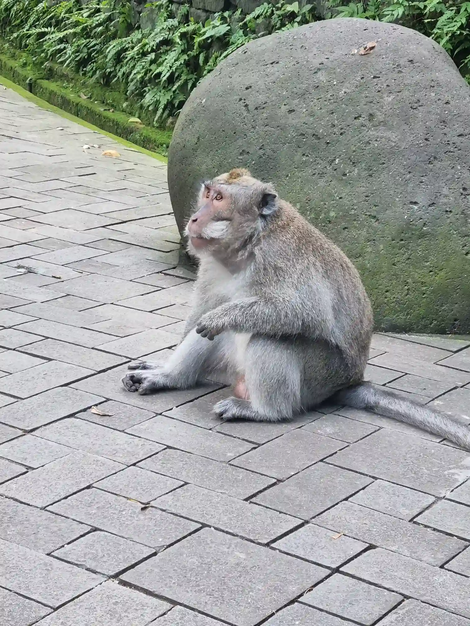 Singe assis à la Monkey Forest de Ubud à Bali