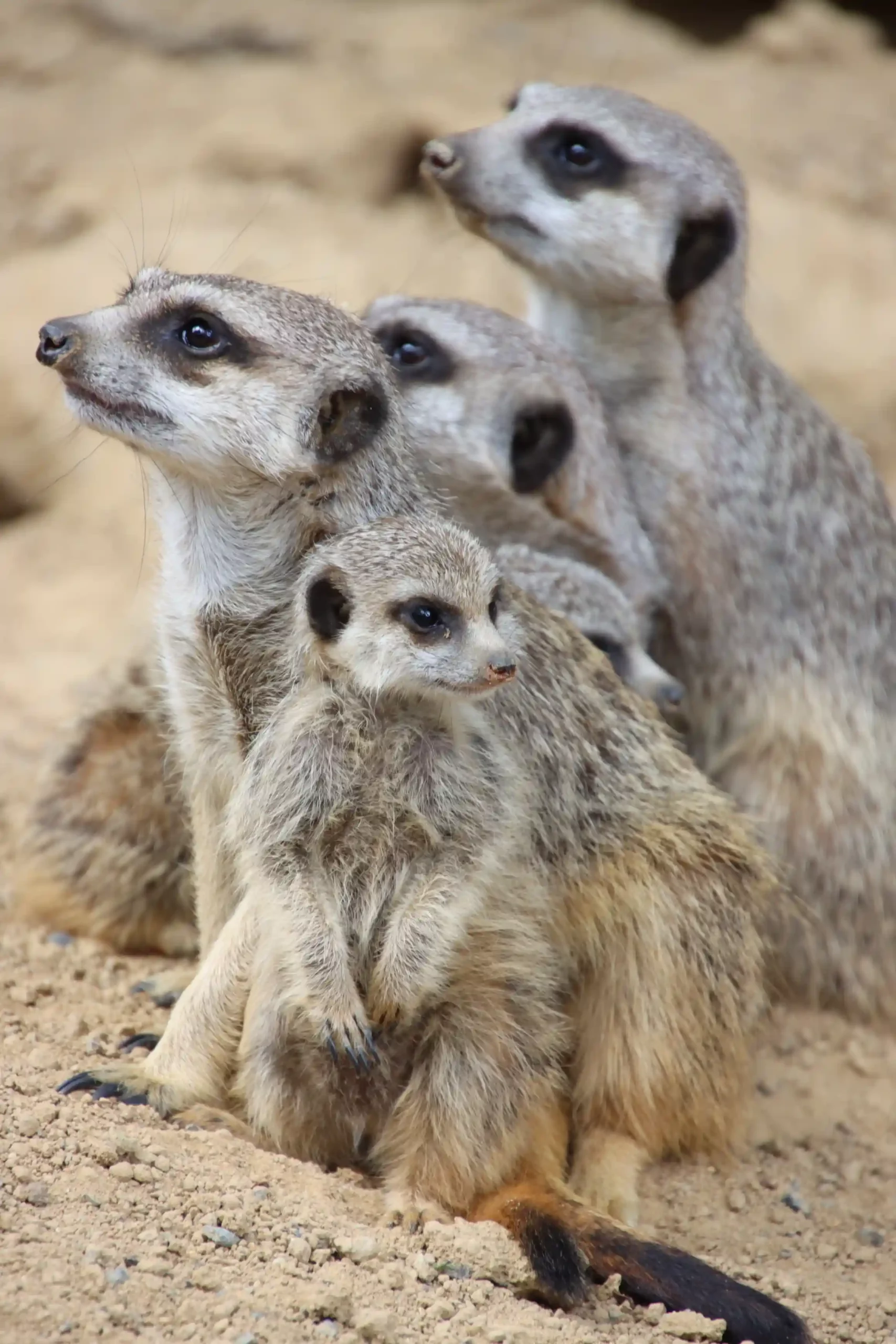 Suricate d'afrique du sud