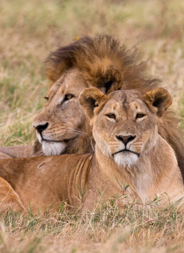 Un lion et une lionne dans la savanne de Tanzanie
