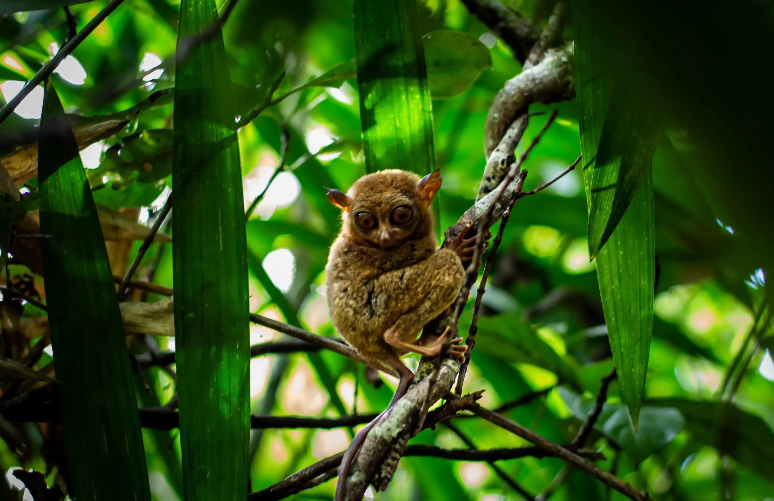 Tarsier accroché à une branche au milieu de la jungle