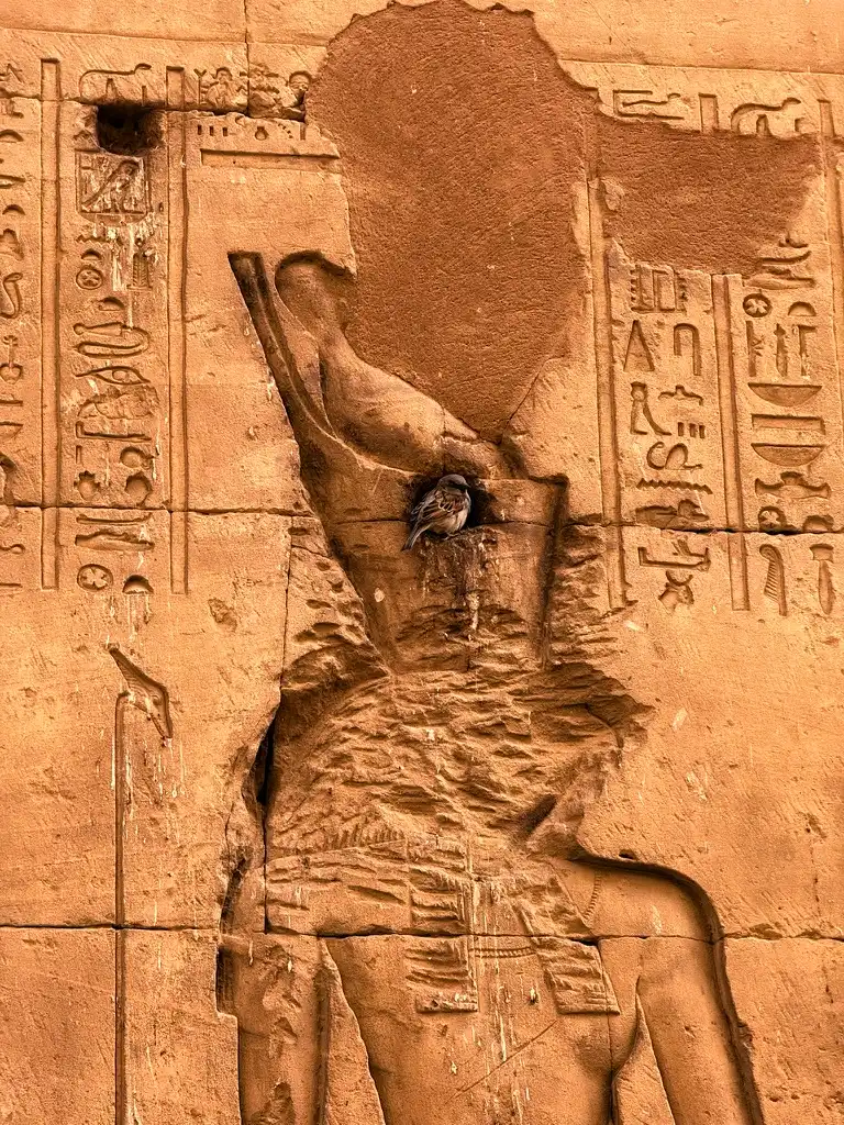 Oiseau posé à l'intérieur de la brèche d'un mur sur lequel on voit la gravure du dieu horus