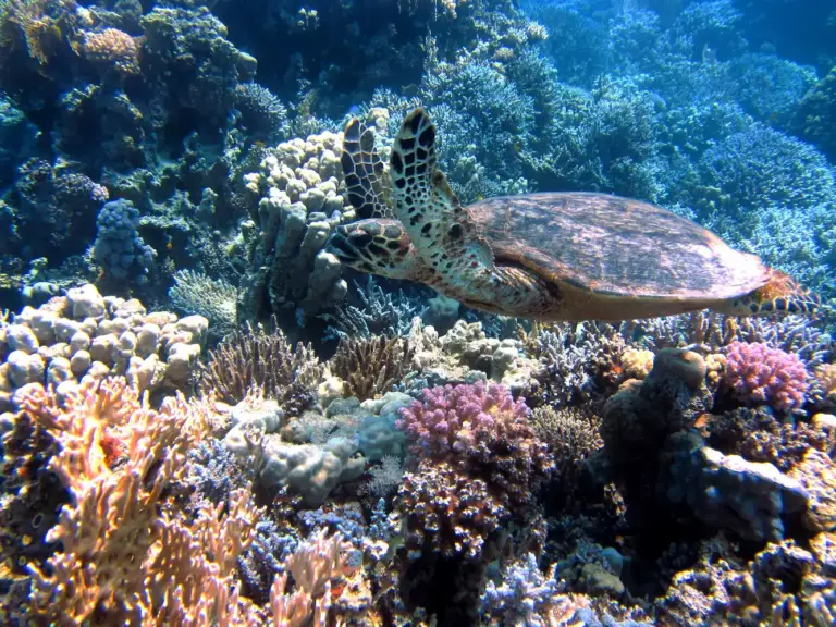 Tortue dans la Mer Rouge devant les coraux colorés