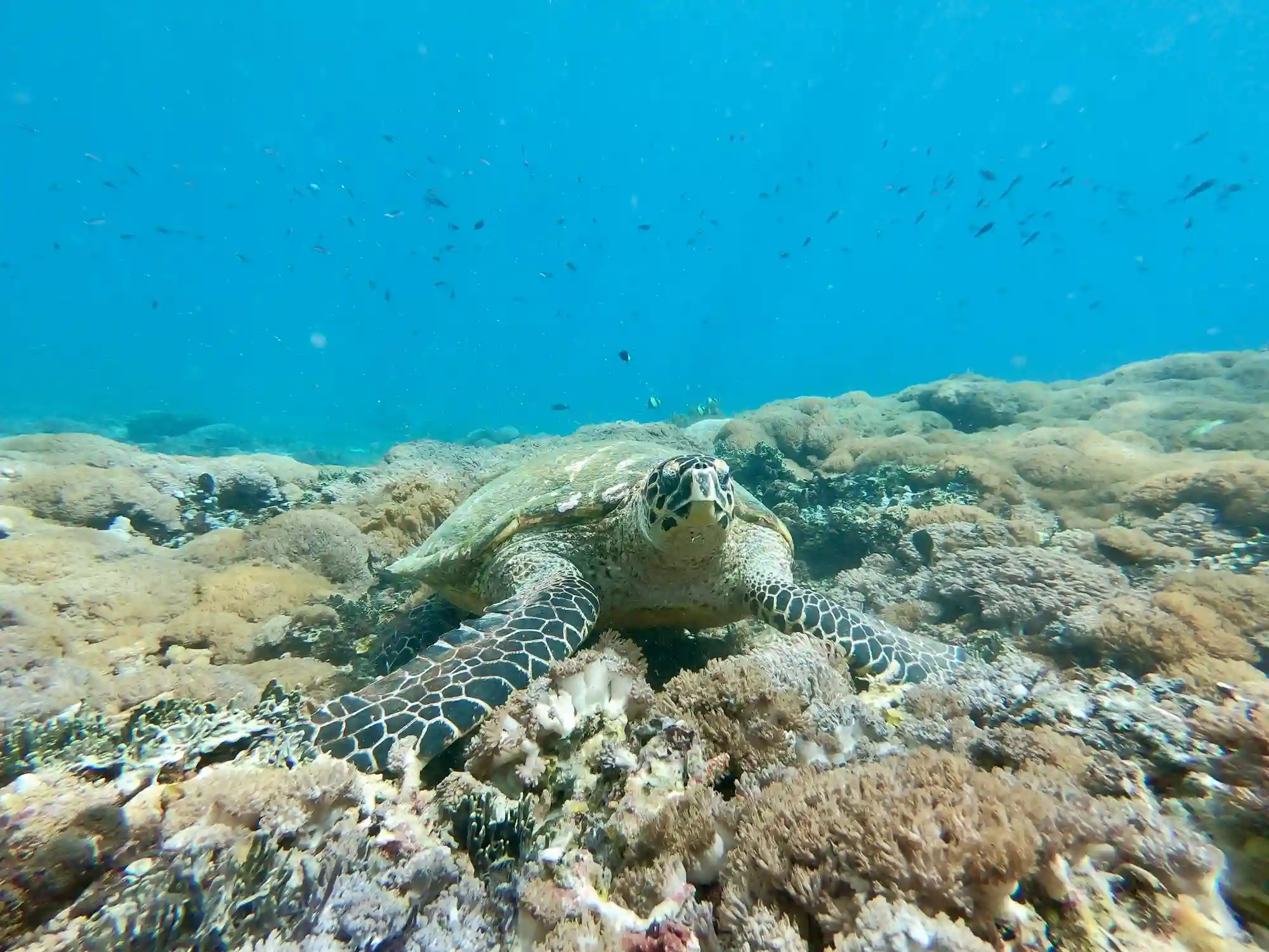 Tortue dans les fonds marins de Nusa Penida à Bali