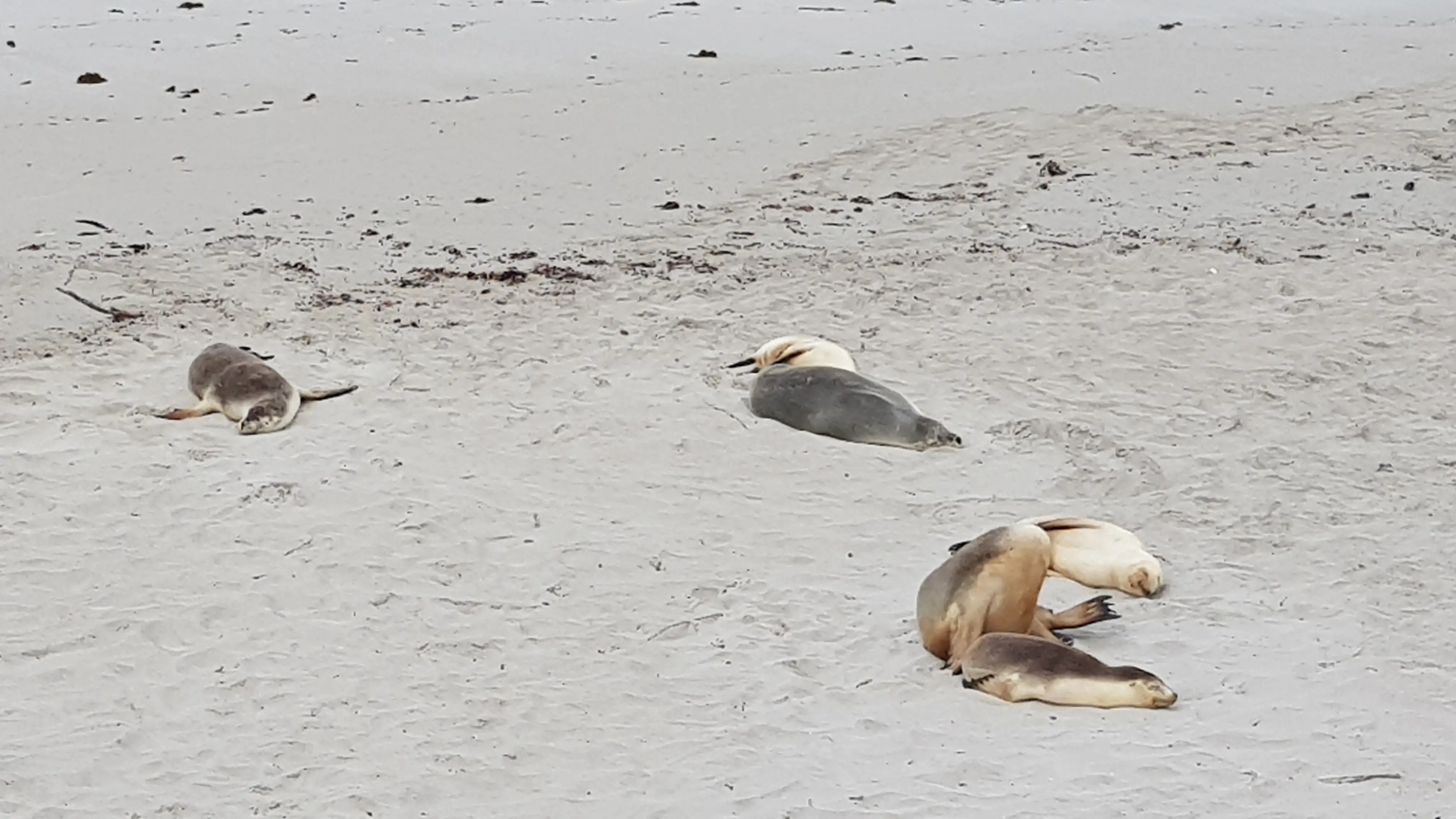 Otaries à fourrure sur la great ocean road