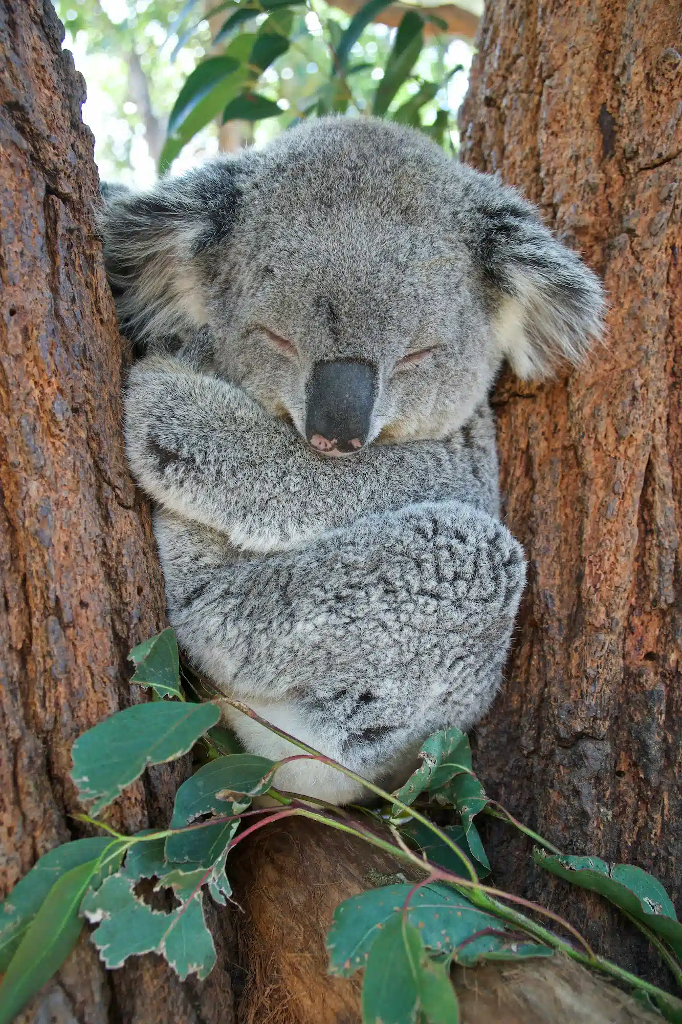 Koala tout mignon endormi d'Australie