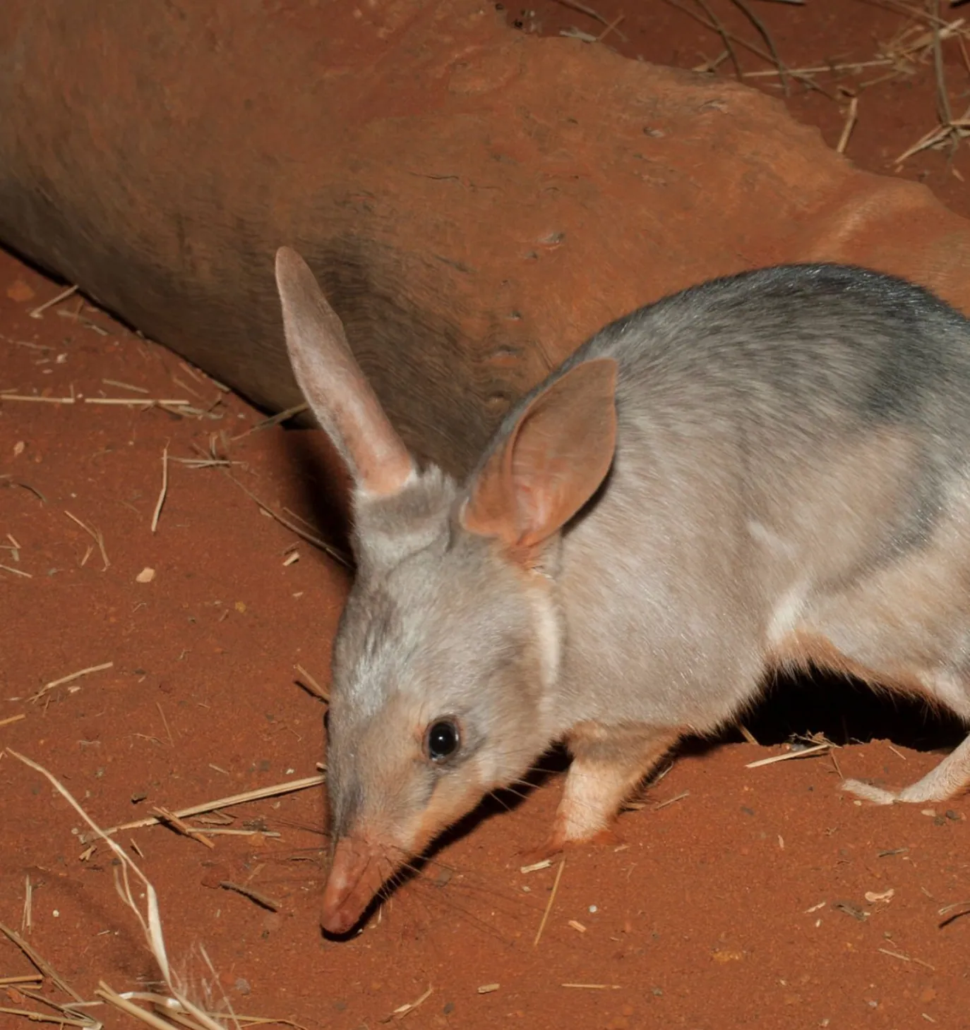 Bilby, petit marsupial australien