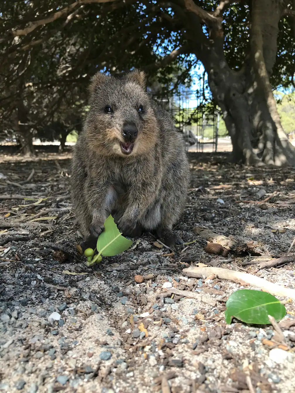 Quokka sur Rottnest Island en Australie