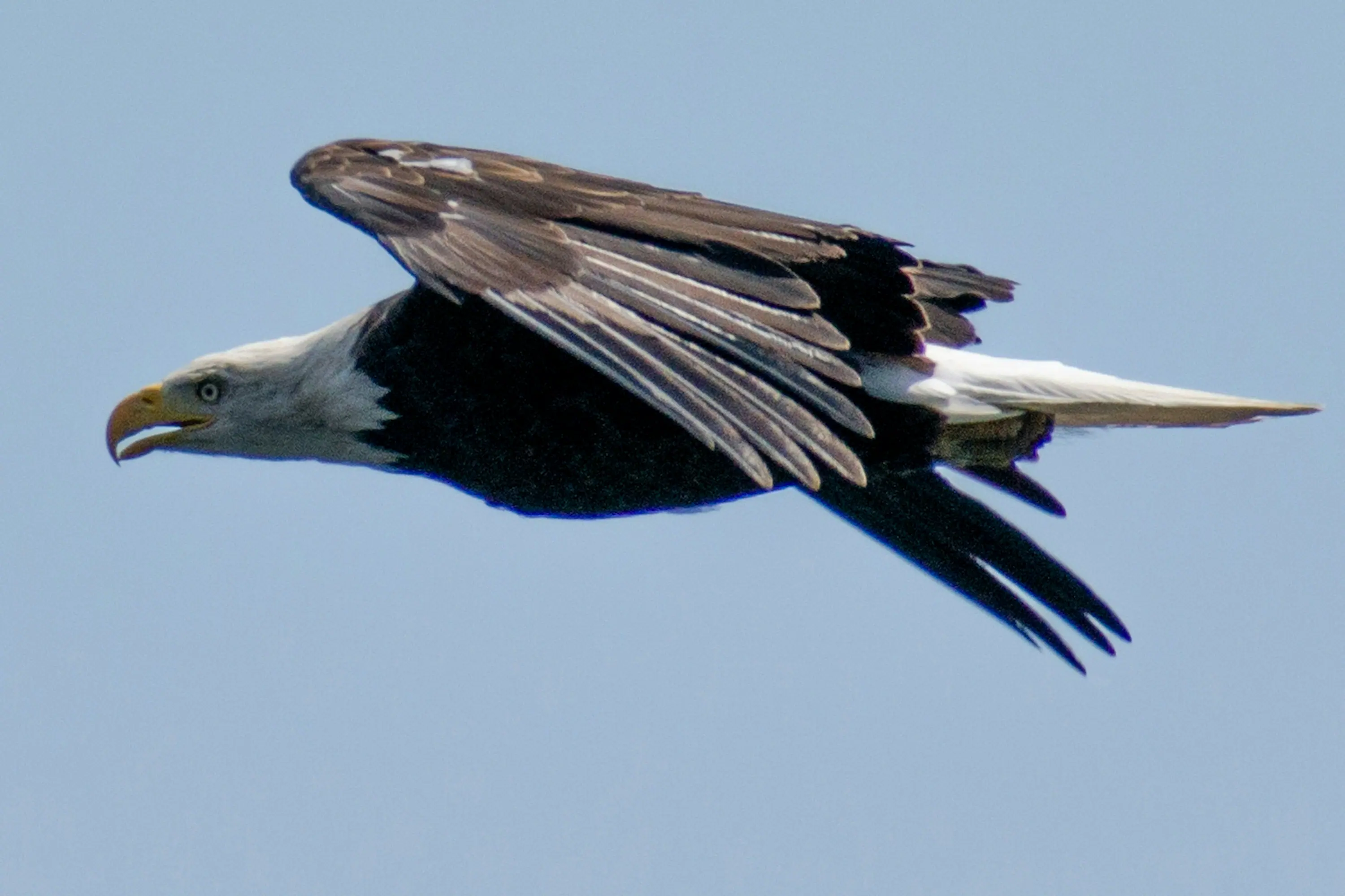 Aigle en plein vol
