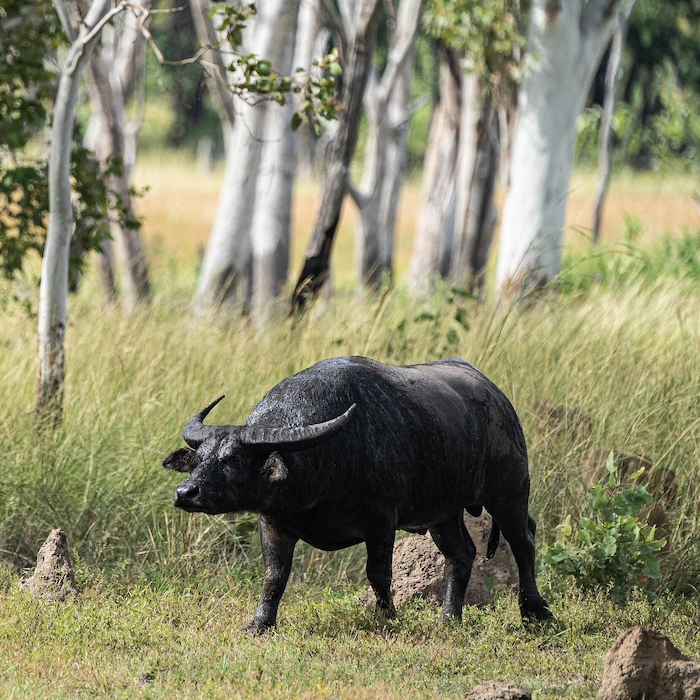 Buffle d'eau au milieu de la verdure
