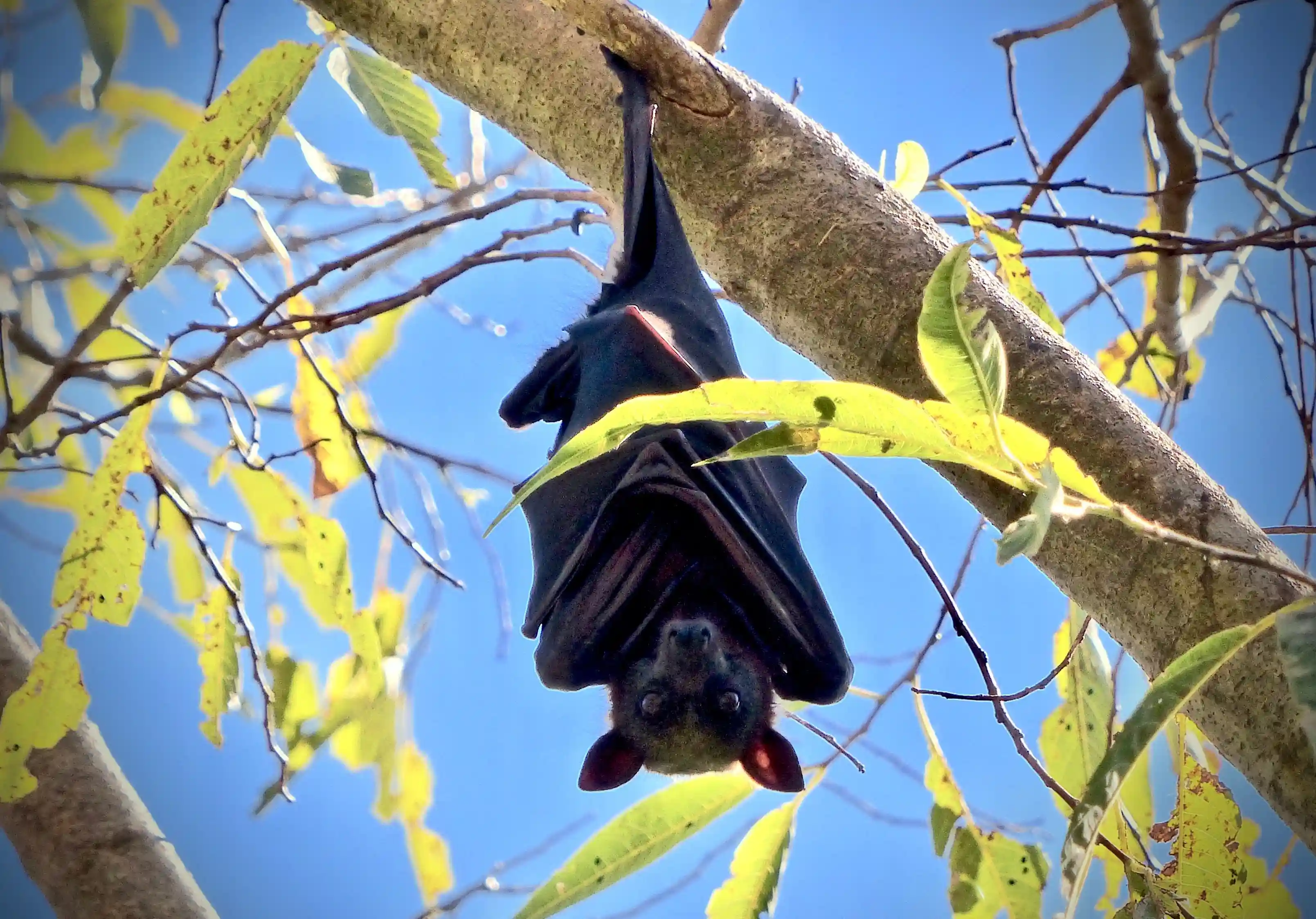 Chauve souris dans un arbre en Australie