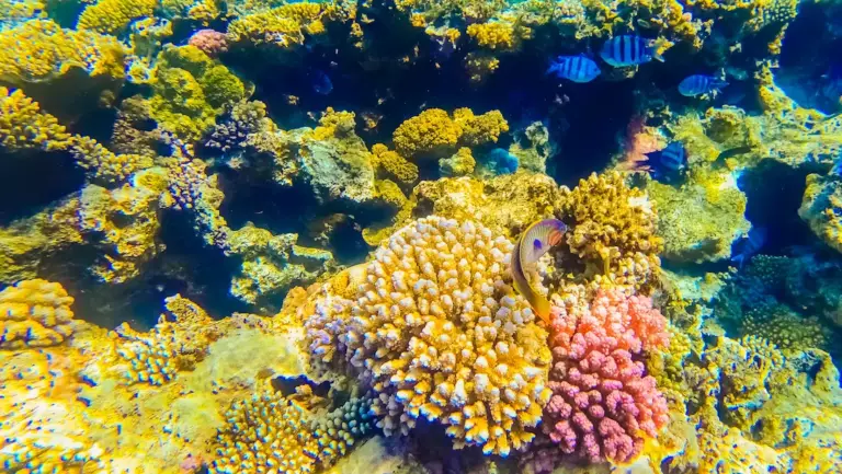 Coraux de la Grande Barriere de Corail