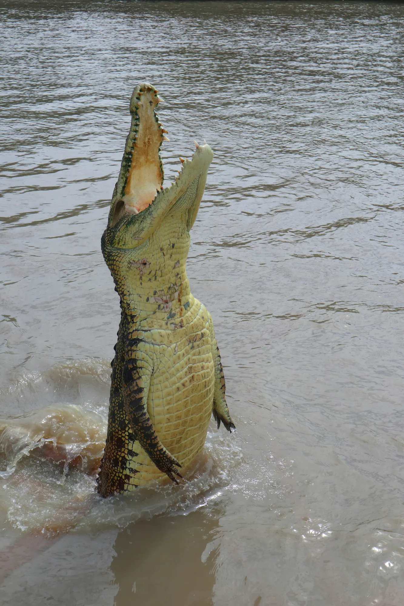 Crocodile surgissant hors de l'eau