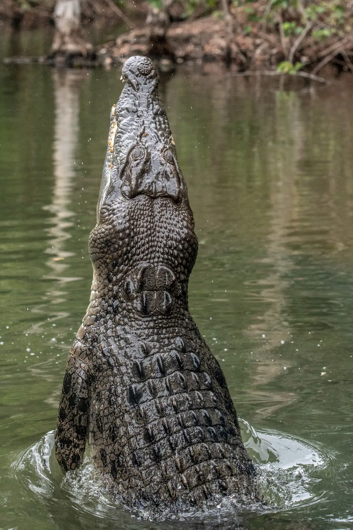 Crocodile surgissant de l'eau en Australie