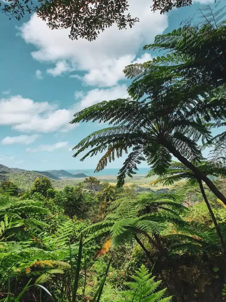 Daintree Rainforest à Cairns en Australie, végétation luxuriante