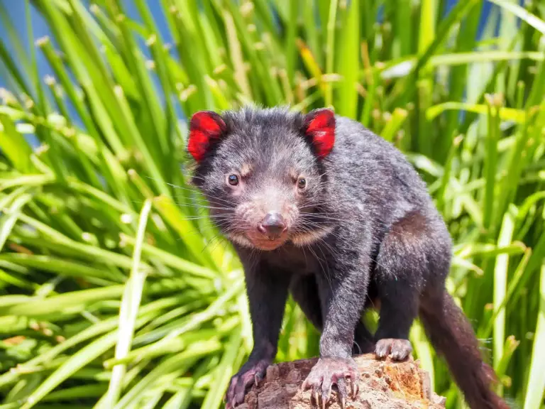 Diable de tazmanie fixant la caméra
