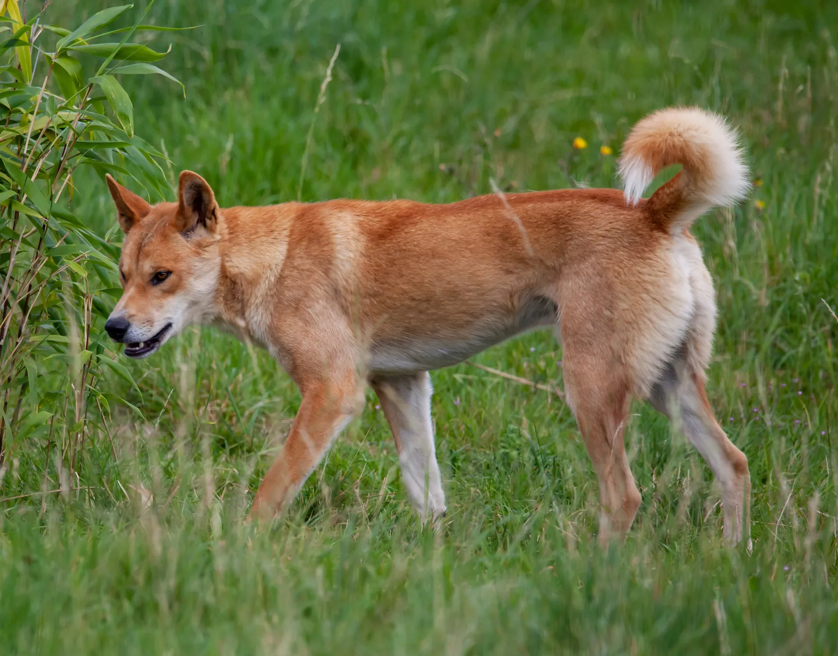 Dingo au milieu de l'herbe à Fraser Island en Australie