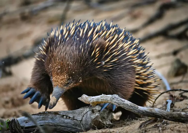 échidnés à Kangaroo Island