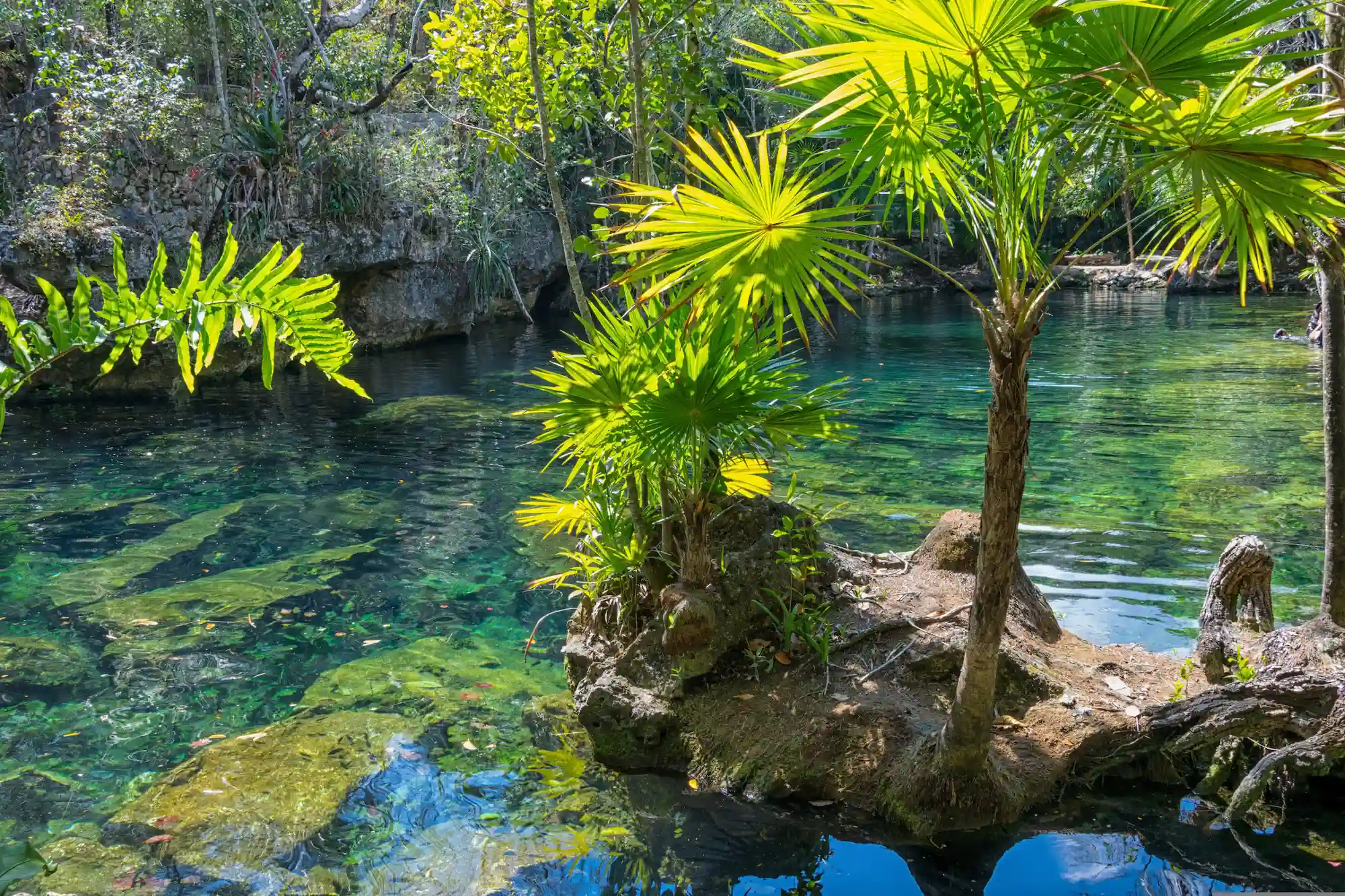 Cenote Jardin del Eden au Mexique