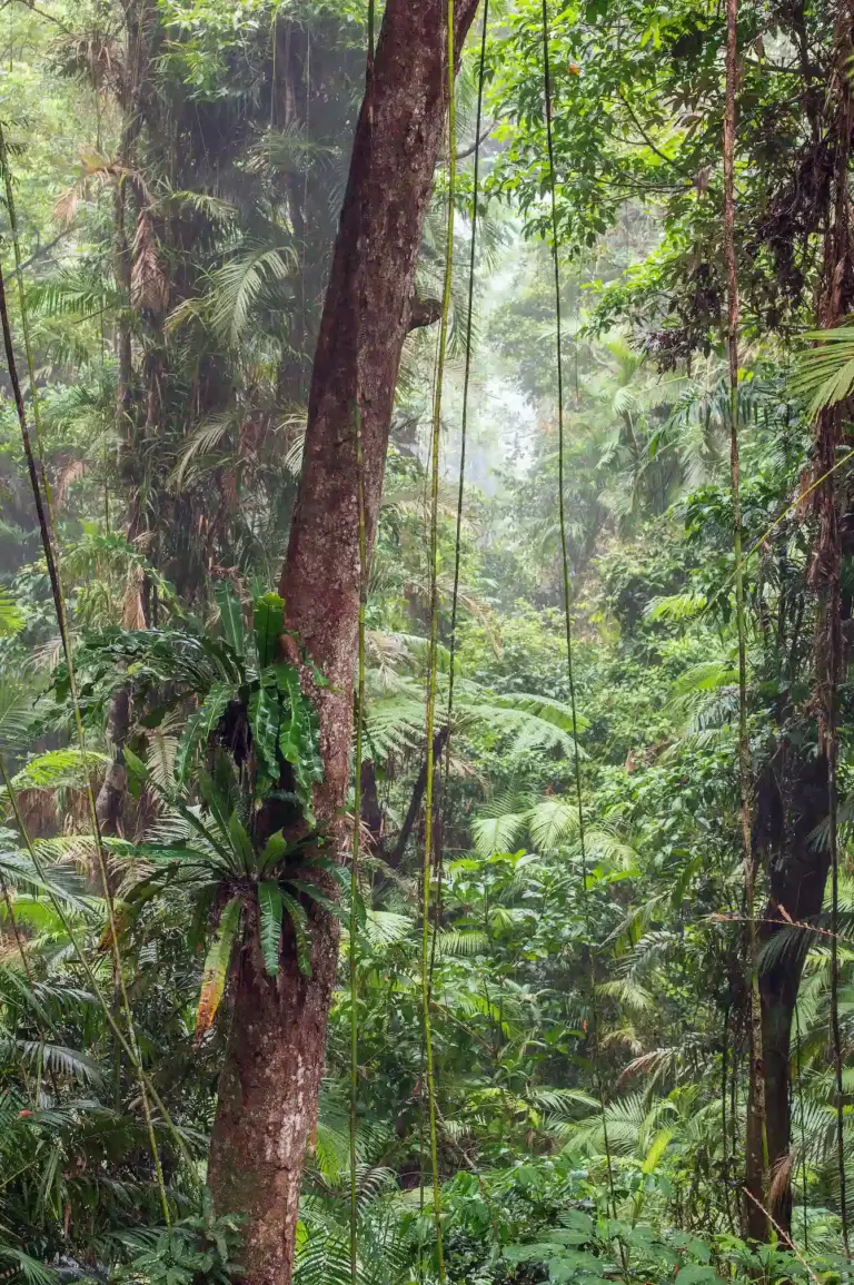 Forêt tropicale de Kurunda à Cairns