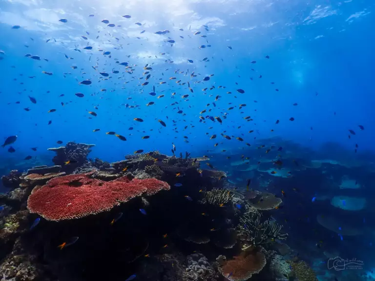 Grande Barriere de corail fonds marins