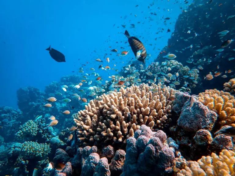 Grande Barriere de Corail avec des poissons